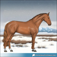 Horse Color:Chestnut 