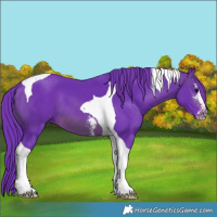 Horse Color:Watercolor Brown Sabino Tobiano 