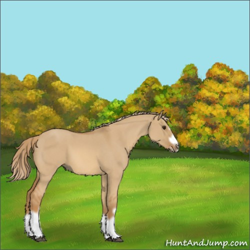 Horse Color:Red Dun Roan Splash Frame Rabicano 