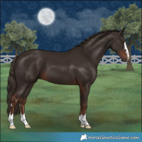 Horse Color:Liver Chestnut 