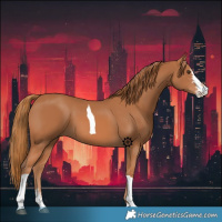 Horse Color:Chestnut Sabino Tobiano 