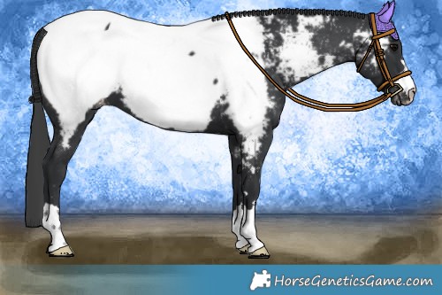 Horse Color:Black Appaloosa 
