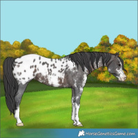 Horse Color:Brown Sabino Appaloosa 