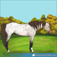 Horse Color:Brown Roan Dun Appaloosa 