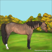 Horse Color:Bay Dun 