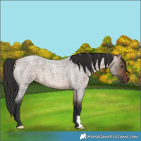 Horse Color:Brown Roan Dun 