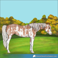 Horse Color:Silver Bay Sabino 