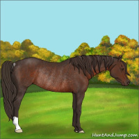Horse Color:Liver Chestnut Rabicano