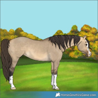 Horse Color:Buckskin Dun 