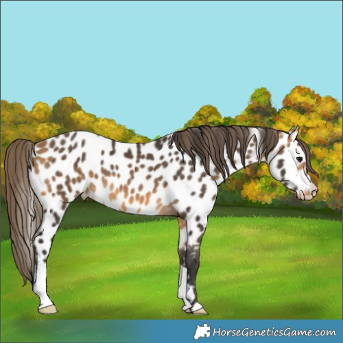 Horse Color:Buckskin Appaloosa 