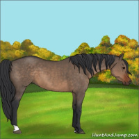 Horse Color:Brown Dun 