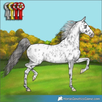 Horse Color:Blue Roan Leopard 