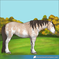 Horse Color:Amber Champagne Sabino