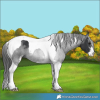 Horse Color:Black Sabino Tobiano