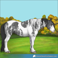 Horse Color:Black Sabino Tobiano 