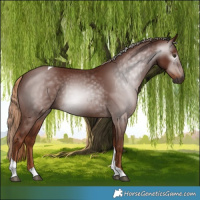 Horse Color:Gray Chestnut Tobiano Rabicano