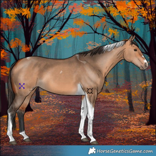 Horse Color:Bay Dun Tobiano