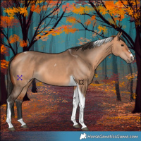 Horse Color:Bay Dun Tobiano 