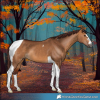 Horse Color:Gray Chocolate Bay Dun Tobiano 
