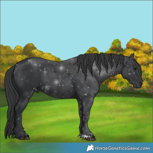 Horse Color:Black 