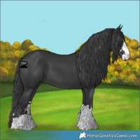 Horse Color:Black 