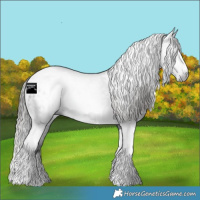 Horse Color:Gray Black Tobiano Appaloosa Rabicano 