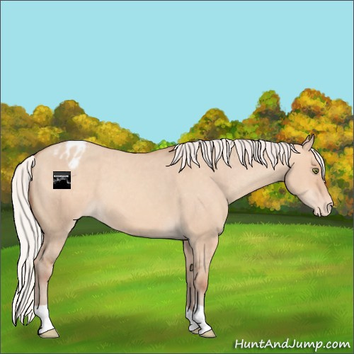 Horse Color:Silver Amber Champagne Dun Appaloosa