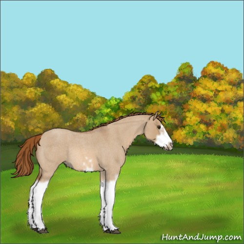 Horse Color:Red Dun Roan Splash Frame Rabicano 
