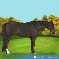 Horse Color:Liver Chestnut