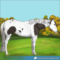 Horse Color:Liver Chestnut Splash Tobiano 