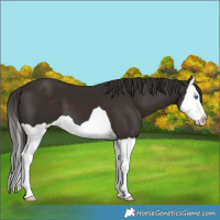 Horse Color:Liver Chestnut Splash 