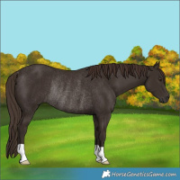 Horse Color:Liver Chestnut Rabicano 