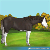 Horse Color:Liver Chestnut Splash 