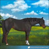 Horse Color:Liver Chestnut 