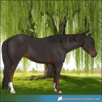 Horse Color:Liver Chestnut 