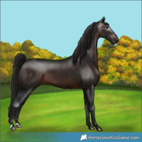 Horse Color:Gray Bay 