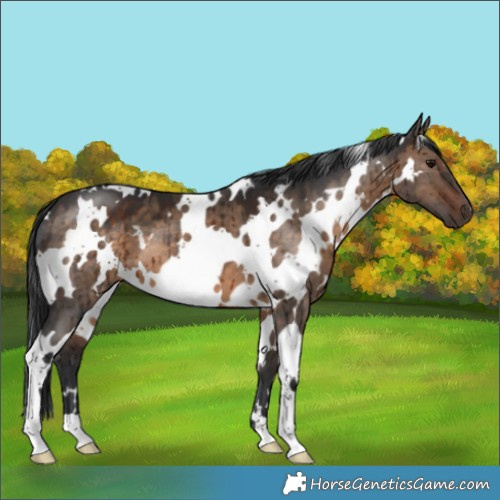 Horse Color:White Spotted Brown Dun Brindle 