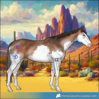 Horse Color:Bay Splash 