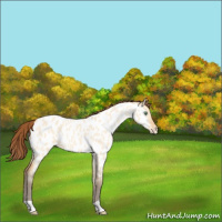 Horse Color:Amber Champagne Roan Dun Appaloosa Rabicano 