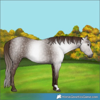 Horse Color:Gray Chestnut 