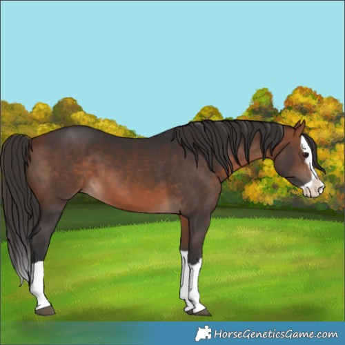 Horse Color:Bay Splash 