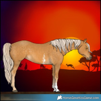 Horse Color:Palomino Sabino