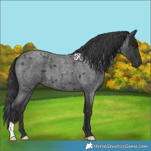 Horse Color:Blue Roan 