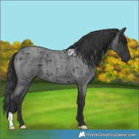Horse Color:Blue Roan