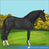 Horse Color:Black 
