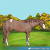 Horse Color:Chestnut Appaloosa 