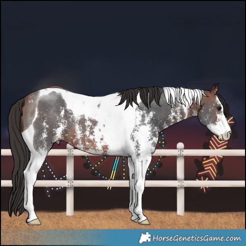 Horse Color:Bay Sabino Tobiano 
