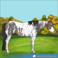 Horse Color:Bay Sabino Tobiano