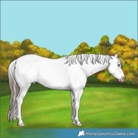 Horse Color:Bay Roan Splash Tobiano Frame Snowcap Rabicano 