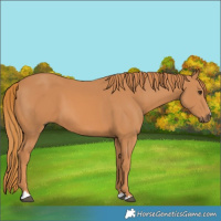 Horse Color:Chestnut 